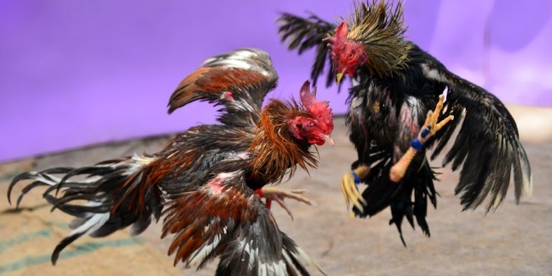 sh bet com nổ hũ tiếng anh là gì