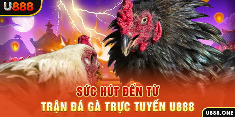 sh bet com hòn gà chọi