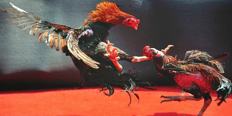 sh bet com đăng nhập nổ hũ số 1