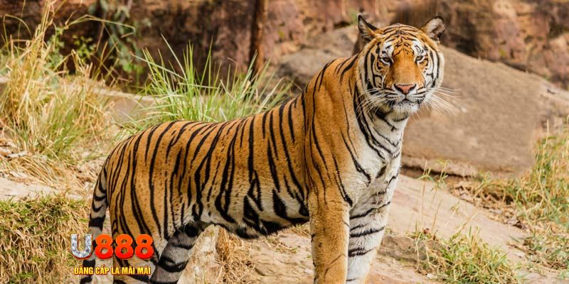 sh bet com ban ca vip online