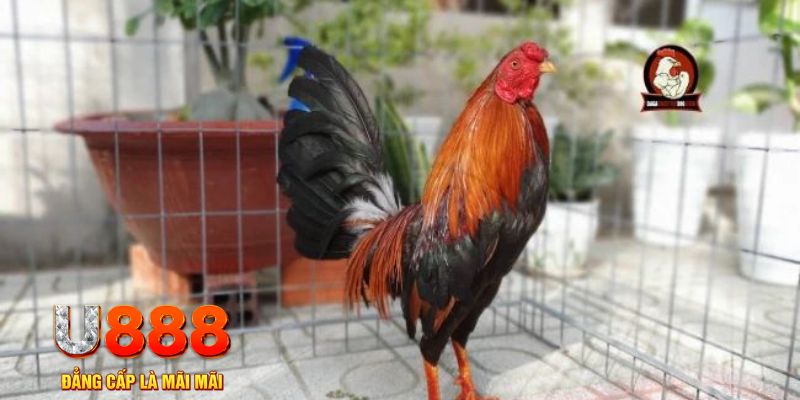 sh bet com tải nổ hũ trên máy tính