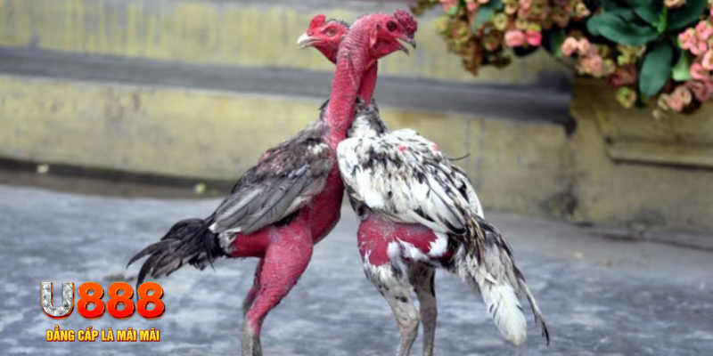 sh bet com bàn cầu điểm số tay trước trong baccarat là gì