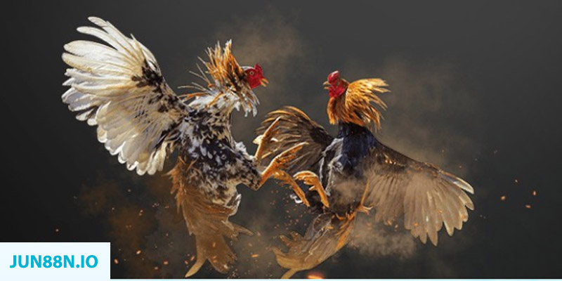 sh bet com bắn cá long vương