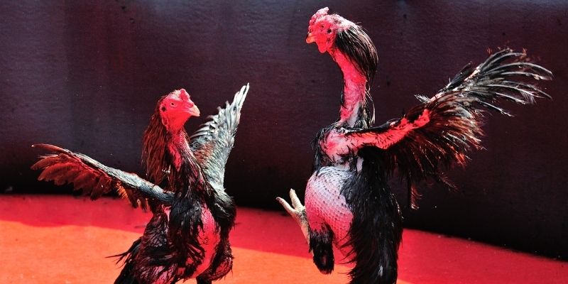 sh bet com Spribe Điện Tử